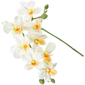 プリムオーキッド MAGIQ(東京堂)