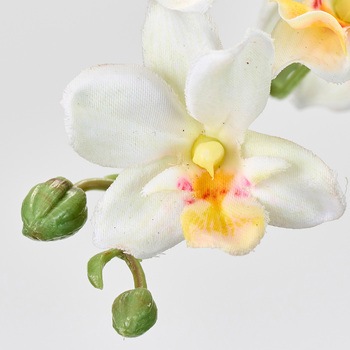 プリムオーキッド MAGIQ(東京堂)