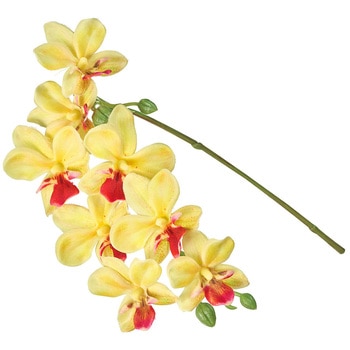 プリムオーキッド MAGIQ(東京堂)