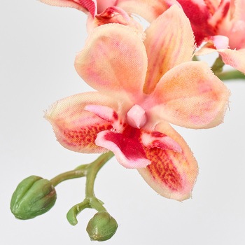 プリムオーキッド MAGIQ(東京堂)