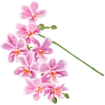 プリムオーキッド MAGIQ(東京堂)