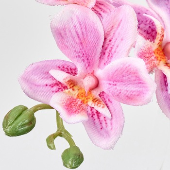 プリムオーキッド MAGIQ(東京堂)