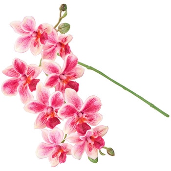 プリムオーキッド MAGIQ(東京堂)