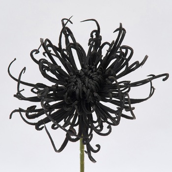 かれん糸菊ピック MAGIQ(東京堂)