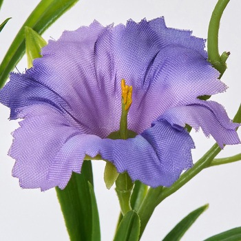 風鈴カンパヌラ MAGIQ(東京堂)