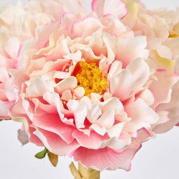 ベティピオニーバンドル MAGIQ(東京堂)