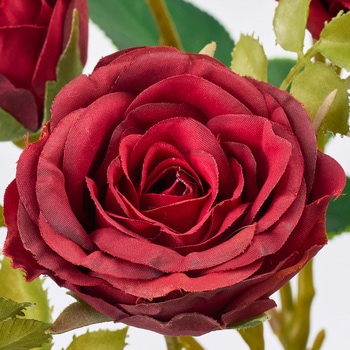 アンティカスプレーローズ MAGIQ(東京堂)