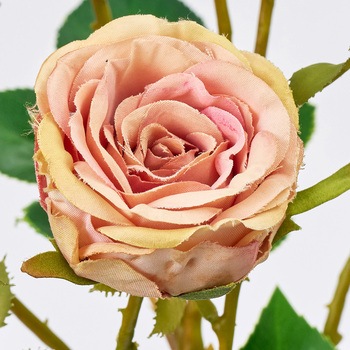 アンティカスプレーローズ MAGIQ(東京堂)