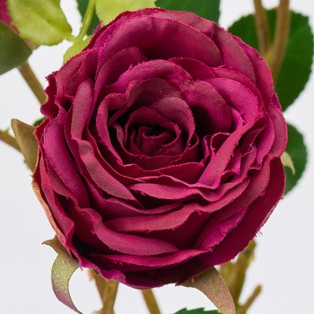 アンティカスプレーローズ MAGIQ(東京堂)