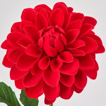 ダリアクリムゾン M - MAGIQ(東京堂)