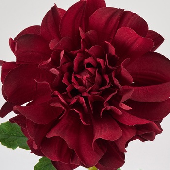 ダリアクリムゾン L MAGIQ(東京堂)