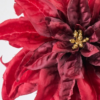 ダリアナポインセチア - MAGIQ(東京堂)