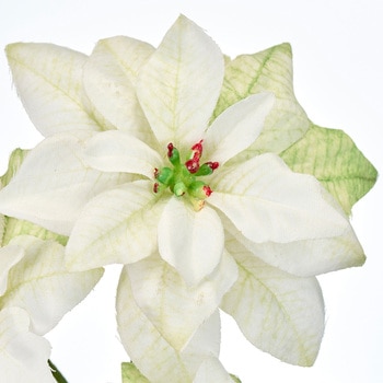 レディポインセチア MAGIQ(東京堂)