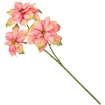 レディポインセチア MAGIQ(東京堂)