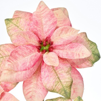 レディポインセチア MAGIQ(東京堂)