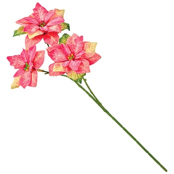 レディポインセチア MAGIQ(東京堂)