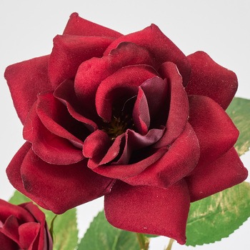 ローズエレガンテ MAGIQ(東京堂)