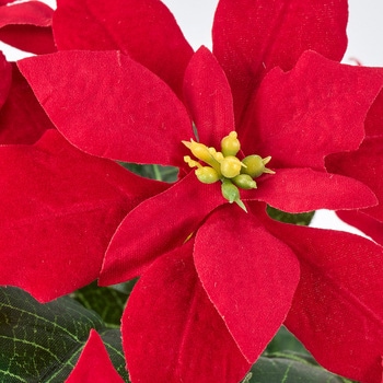 チャームポインセチアブッシュ9輪 MAGIQ(東京堂)