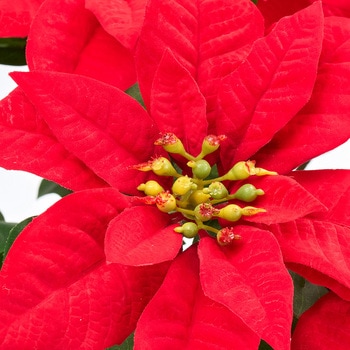 マルシェポインセチアブッシュ5輪 MAGIQ(東京堂)