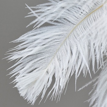 ホワイトフェザーホウキ - 東京堂