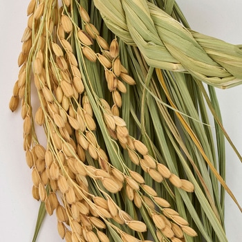 南信州本わらしめ縄 東京堂