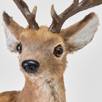 リアルレインディア - 東京堂