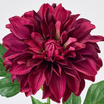 フェスタダリア MAGIQ(東京堂)