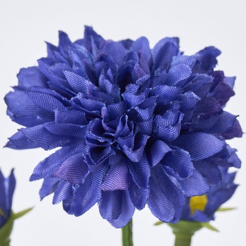 ブルーミーマム MAGIQ(東京堂)