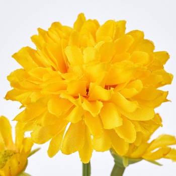 ブルーミーマム MAGIQ(東京堂)