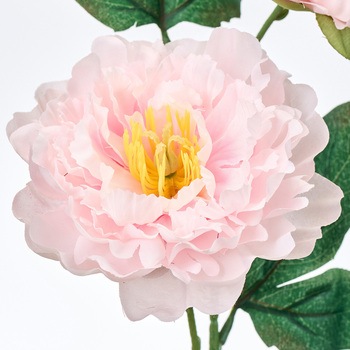 フィオナピオニー MAGIQ(東京堂)