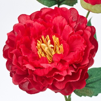 フィオナピオニー MAGIQ(東京堂)