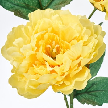 フィオナピオニー MAGIQ(東京堂)