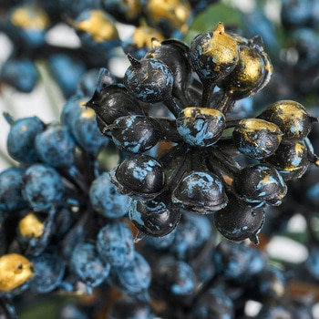 ノエルベリーバンドル MAGIQ(東京堂)