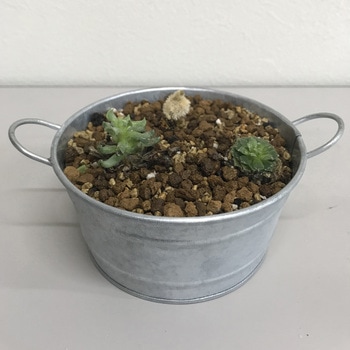 クラフト 虫が寄り付きにくい多肉植物の土 SUN & HOPE(サンアンドホープ)