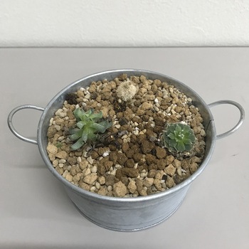 クラフト 虫が寄り付きにくい多肉植物の土 SUN & HOPE(サンアンドホープ)