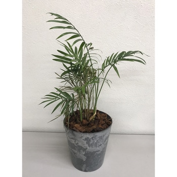 クラフト ハスクチップ(ココヤシチップ) - SUN & HOPE(サンアンドホープ)