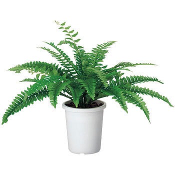 人工観葉植物 人工樹木 観葉植物 フェイクグリーン 人工観葉植物 鉢植え 植木 水やり