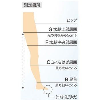 下肢用ストッキング クラスII 23～32mmHg ロングストッキング - 東レ・メディカル