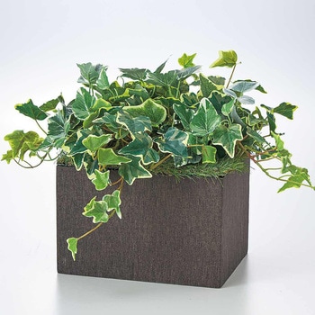 プランターボックス用グリーン オランダアイビー - ストア・エキスプレス