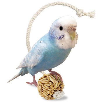 インコのえん麦ボール 6個 マルカン