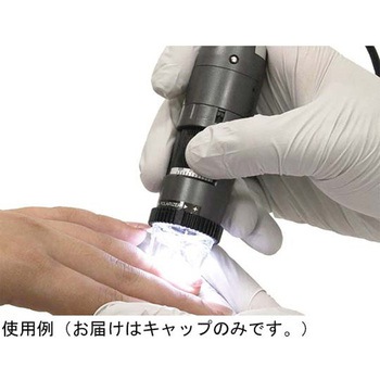 ディノライト ディノライト