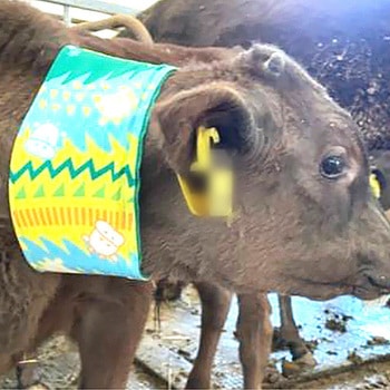 モーっとクール USIMO