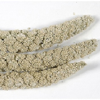 あわの穂 お徳用 400g アラタ