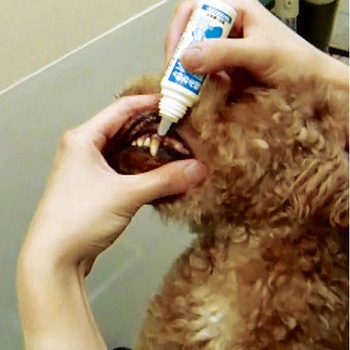 食後の歯みがきゼリー 30ml TAURUS