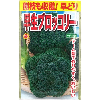 【タネ】 側枝も収穫!早どり 早生ブロッコリー アタリヤ農園