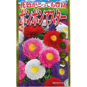 【タネ】 花色がとっても豊富 ポンポンアスター アタリヤ農園
