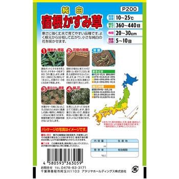 【タネ】 分枝性が良く豪華 純白 宿根かすみ草 アタリヤ農園