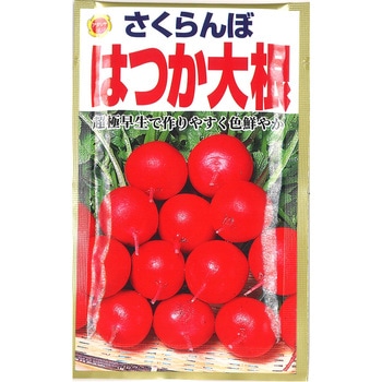 【タネ】 さくらんぼはつか大根 アタリヤ農園