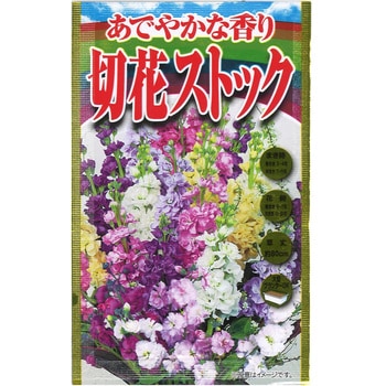 【タネ】 あでやかな香り 切花ストック アタリヤ農園