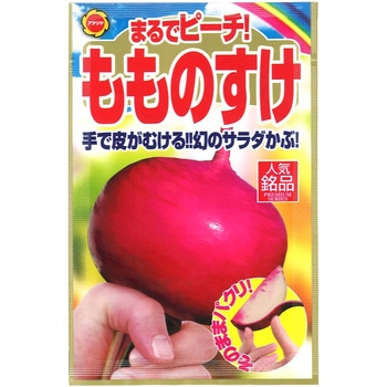 【タネ】 サラダかぶ もものすけ - アタリヤ農園